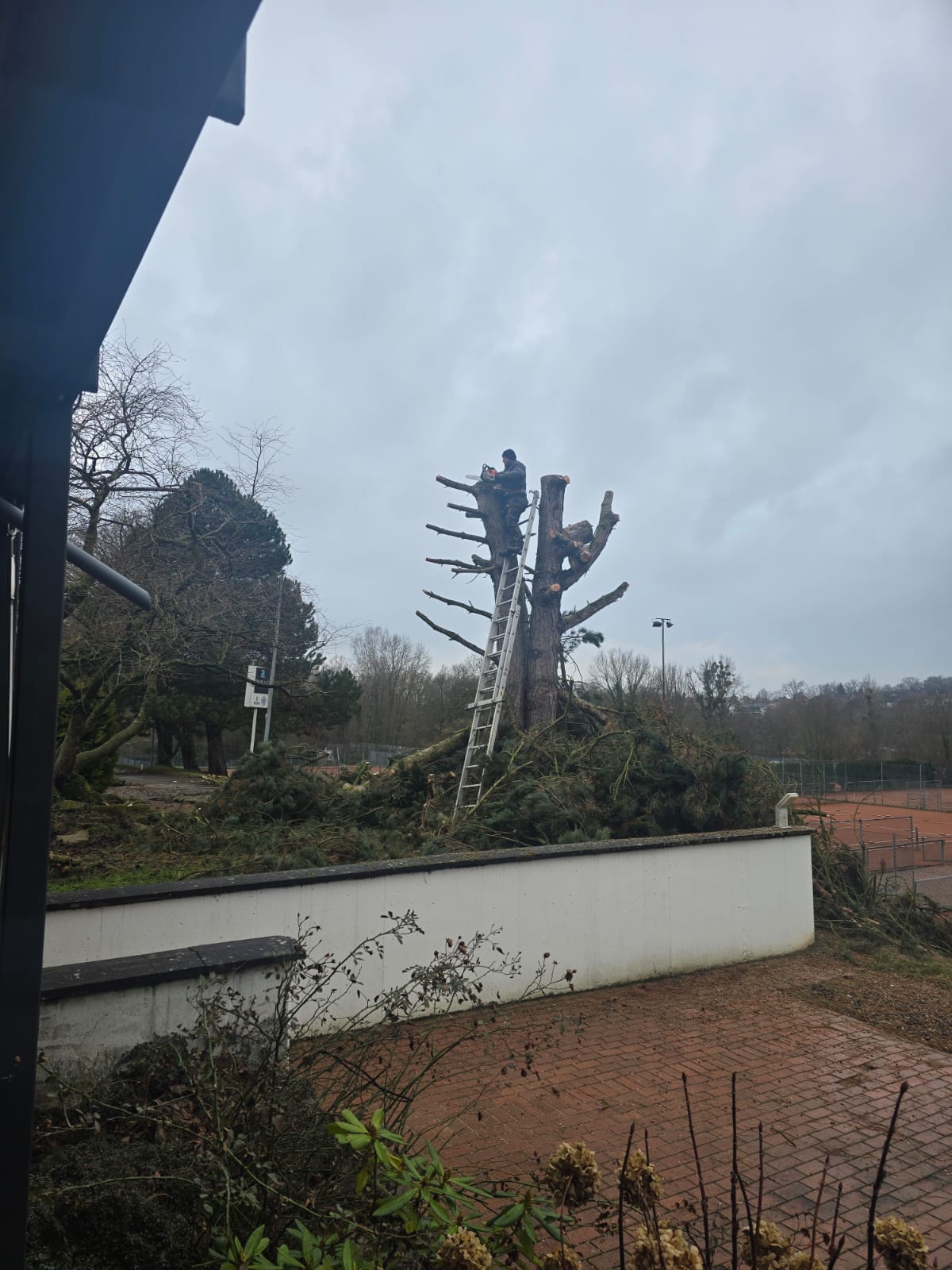 Baumfällung im Außenbereich