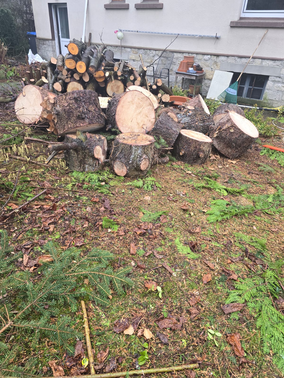 Spezialfällung eines hohen Baumes